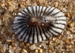 Siphonaria capensis