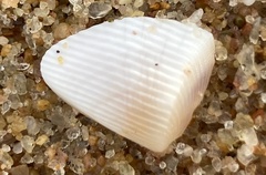 Latona madagascariensis