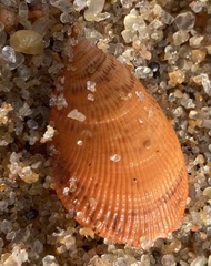 Septifer bilocularis