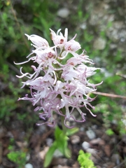 Orchis simia simia