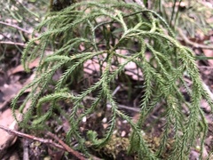 Lycopodium deuterodensum