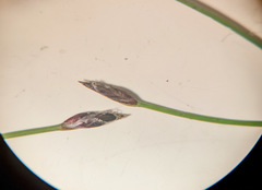 Eleocharis pusilla
