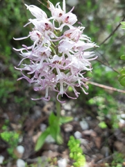 Orchis simia simia