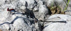 Argia cuprea