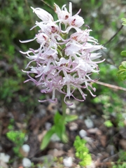 Orchis simia simia