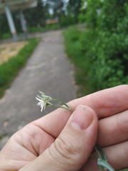 Stellaria hebecalyx