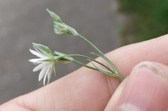 Stellaria hebecalyx