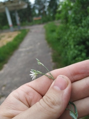 Stellaria hebecalyx