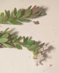 Asperula gunnii