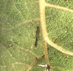 Bactrodes spinulosus