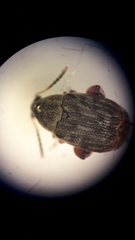 Acanthoscelides obtectus