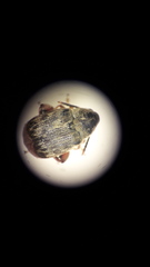 Acanthoscelides obtectus