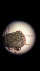 Acanthoscelides obtectus