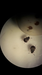 Acanthoscelides obtectus