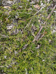 Leptospermum rupestre