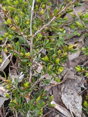 Leptospermum rupestre