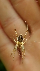 Neoscona theisi