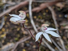 Caladenia gracilis