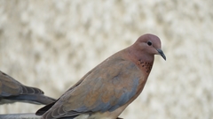 Streptopelia senegalensis