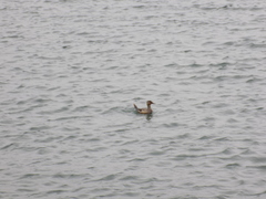 Oxyura jamaicensis