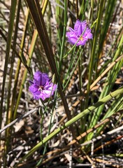 Thysanotus racemoides
