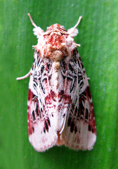 Spodoptera picta