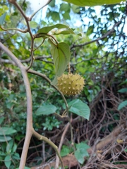 Byttneria grandifolia