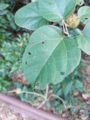 Byttneria grandifolia