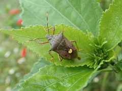 Eocanthecona formosa