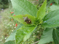 Eocanthecona formosa