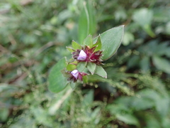 Belosynapsis ciliata