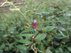 Belosynapsis ciliata