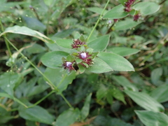 Belosynapsis ciliata