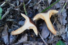 Lactarius serifluus