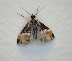 Eudonia chlamydota