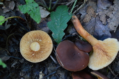 Lactarius serifluus