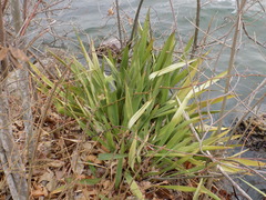 Yucca filamentosa