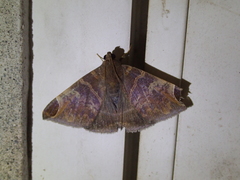 Pindara illibata