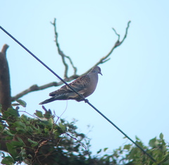 Streptopelia orientalis