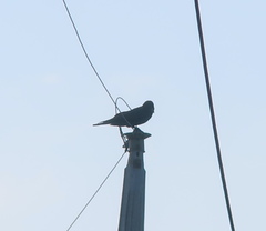 Corvus macrorhynchos