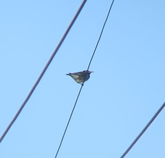 Spodiopsar cineraceus