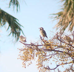 Spodiopsar cineraceus