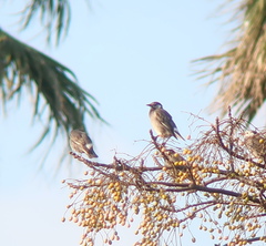 Spodiopsar cineraceus
