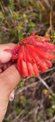 Erica cerinthoides