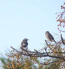 Spodiopsar cineraceus