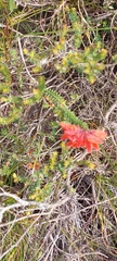 Erica cerinthoides