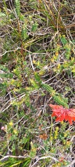 Erica cerinthoides
