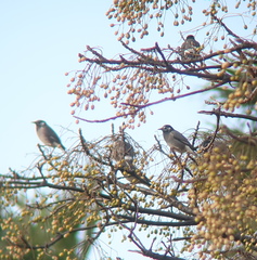 Spodiopsar cineraceus