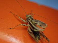 Svistella bifasciata