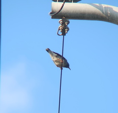 Spodiopsar cineraceus